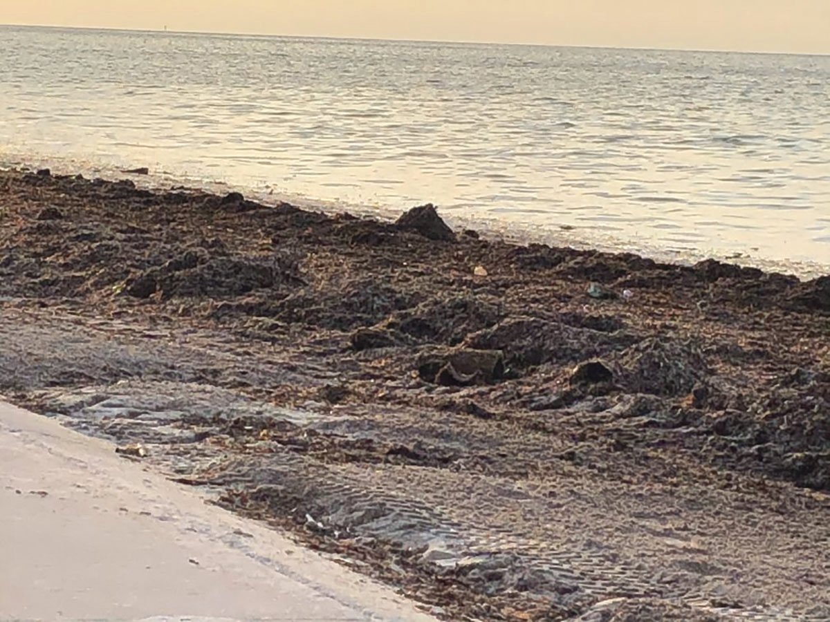 Sargassum provides numerous ecological benefits in the ocean, but when it accumulates in large quantities on beaches, it can trigger negative effects to the shorelines and the environment.